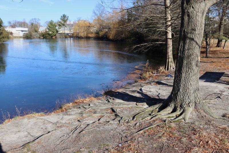 Another area where erosion has exposed tree roots. The most repairs are needed at popular fishing spots.